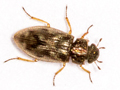 Helophorus brevipalpis